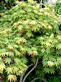 35_pd11312_1.jpg