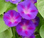 Grandpa Ott's Morning Glory