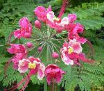 Pink Peacock Flower