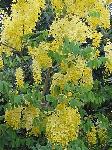 Yellow Cassia Tree