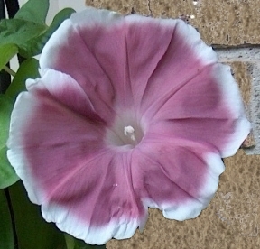 Chocolate Morning Glory