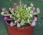 Parrot Pitcher Plant