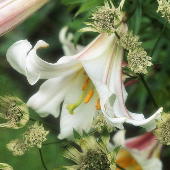 ROYAL LILY  LILIUM REGALE