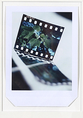 Thumbnail of John Borge - Polaroid Leaf