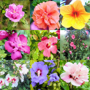 HIBISCUS SYRIACUS   ROSE OF SHARON variety mix