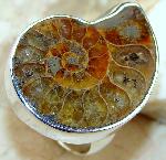 Ammonite Fossil Sterling Silver Ring 7.25 jewelry : ammonite gemstone jewelry jewellery