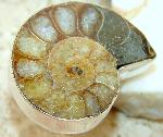 AMMONITE FOSSIL STERLING SILVER RING SIZE 6 1/2 :  sterling silver jewelry ammonite ring fossil ring