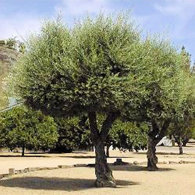 EUROPEAN OLIVE TREE   OLEA EUROPAEA