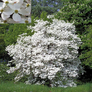 FLOWERING DOGWOOD   CORNUS FLORIDA