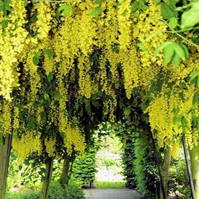 GOLDEN CHAIN TREE   LABURNUM ANAGYROIDES
