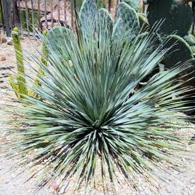 YUCCA GLAUCA Soapweed Yucca beargrass