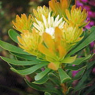 AULAX UMBELLATA Broadleaf featherbush