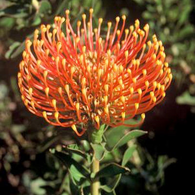 LEUCADENDRON XANTHOCONUS Sickle leaf conebush