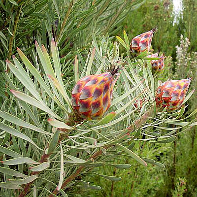LEUCADENDRON RUBRUM spinning top conebush