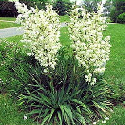 ADAMS NEEDLE   YUCCA FILAMENTOSA