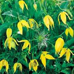 YELLOW CLEMATIS TANGUTICA  Radar love 