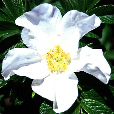 WHITE JAPANESE ROSE   ROSA RUGOSA ALBA