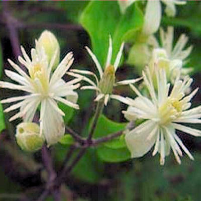 CLEMATIS VITALBA white
