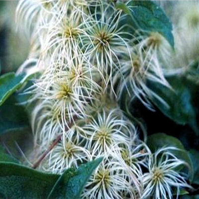 Old man s beard   CLEMATIS VIRGINIA white