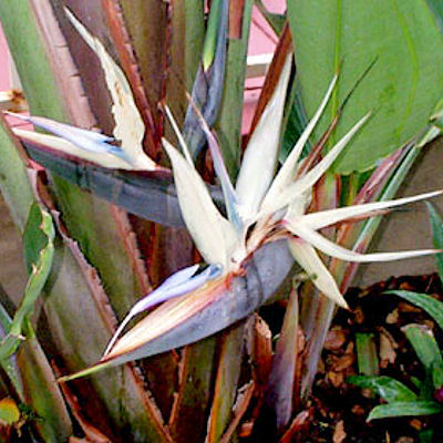 WHITE BIRD OF PARADISE   STRELITZIA NICOLAI