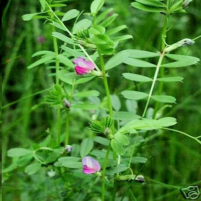 COMMON VETCH vicia sativa