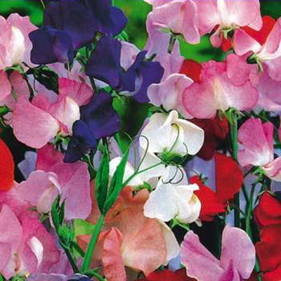 SWEET PEA Lathyrus odoratus royal family mix