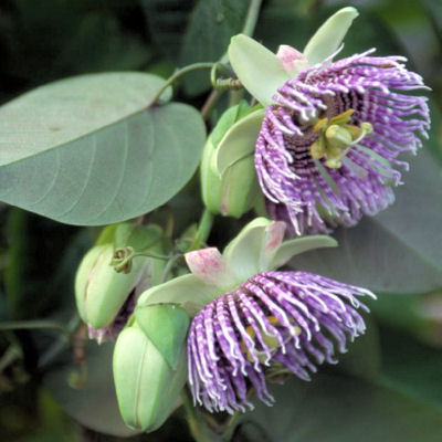 SWEET GRENADILLA PASSIFLORA LIGULARIS