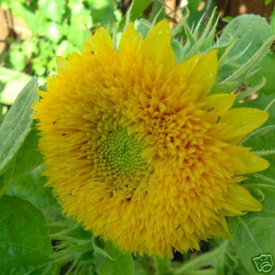 SUNFLOWER TEDDY BEAR Helianthus annuus