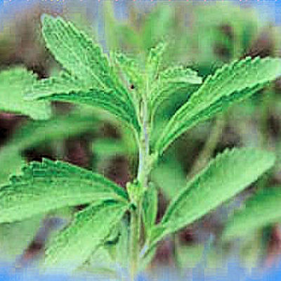 STEVIA Rebaudiana organic leaf powder