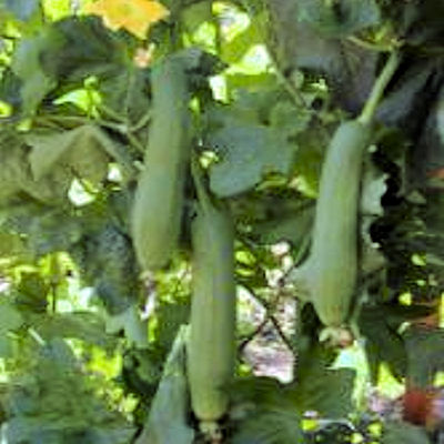 Sponge gourd  Luffa cylindrica