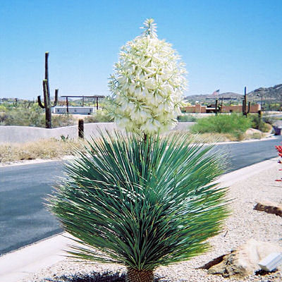 SOAPTREE YUCCA ELATA