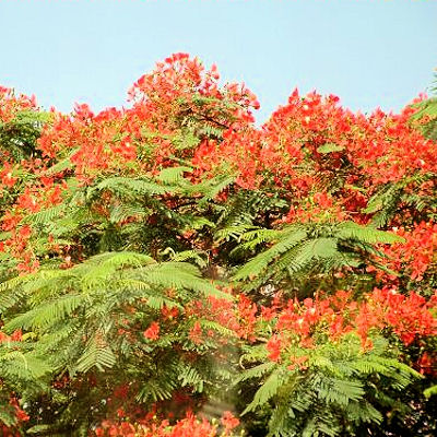 DELONIX REGIA  FLAMBOYANT TREE  ROYAL POINCIANA