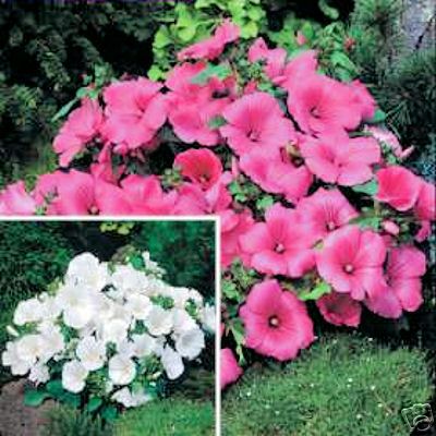 ROSE MALLOW LAVATERA TRIMESTRIS pink & white