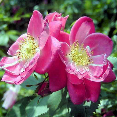 RED LEAF ROSE rosa rubrifolia glauca