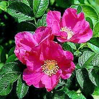 RED JAPANESE ROSE  ROSA RUGOSA RUBRA