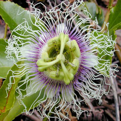 PURPLE PASSION FLOWER GRANADILLA PASSIFLORA EDULIS