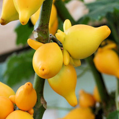TITTY FRUIT Solanum mammosum