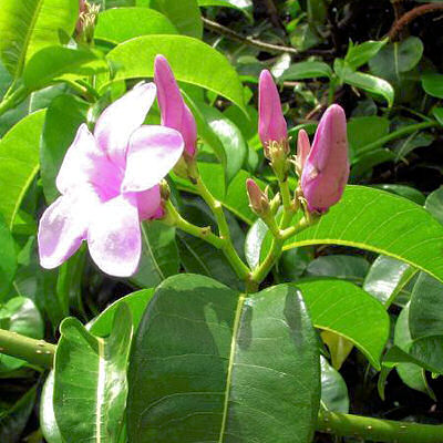 RUBBER VINE CRYPTOSTEGIA MADAGASCARIENSIS