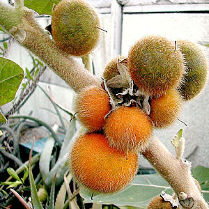 NARANJILLA Solanum quitoense