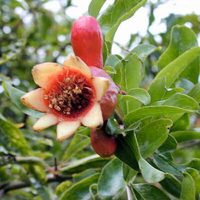 DWARF POMEGRANATE  Punica granatum