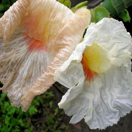 CREPE GINGER Costus speciosus