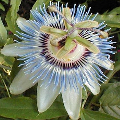 PASSION Vine  Blue Crown   PASSIFLORA CAERULEA