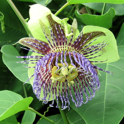 Rosy passion fruit vine PASSIFLORA MALIFORMIS