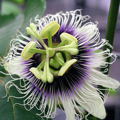 PASSIFLORA EDULIS sp. FLAVICARPA