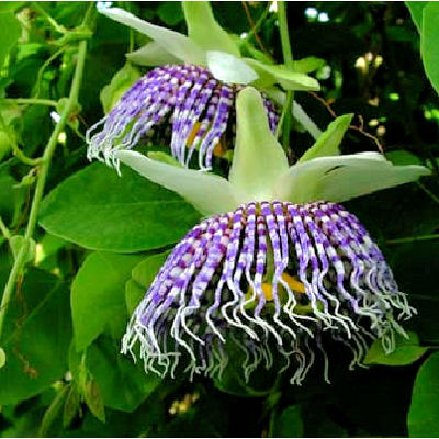 PASSIFLORA ACTINIA