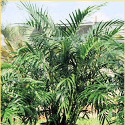 PARLOR PALM CHAMAEDOREA ELEGANS