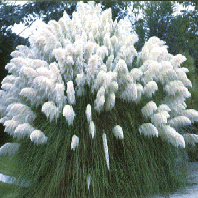 PAMPAS GRASS WHITE Cortaderia selloana