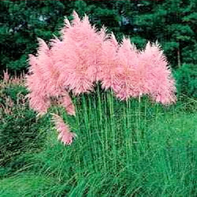 PAMPAS GRASS PINK Cortaderia jubata