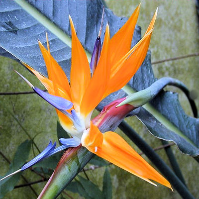ORANGE BIRD OF PARADISE  STRELITZIA REGINAE