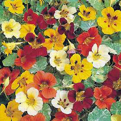 NASTURTIUM JEWEL OF AFRICA MIX